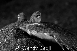 a flat flounder from a different perspective, Secret Bay ... by Wendy Capili 